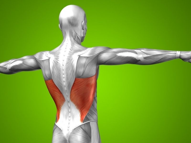 Hít xà đơn tác động lên cơ xô là một trong những cơ quan trọng trong chuyển động
