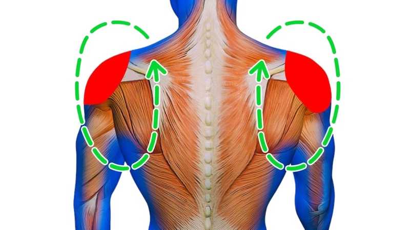 Hít xà đơn tác động lên nhóm cơ vai giúp kiểm soát bả vai