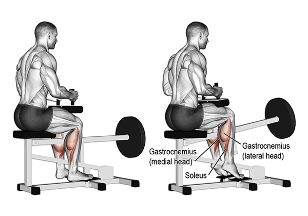 Ngồi đẩy tạ đơn với bắp chân