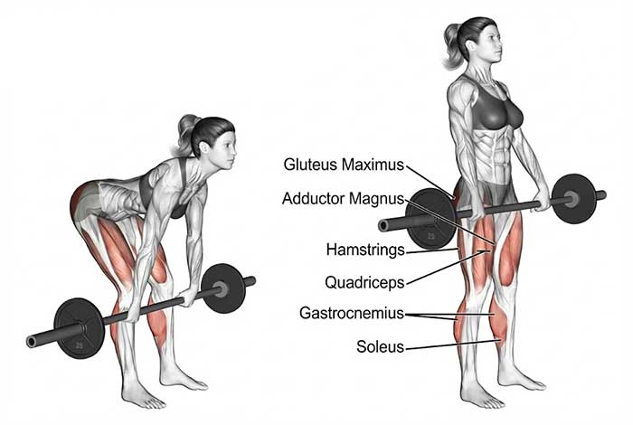Biến thể bài tập Romanian Deadlift