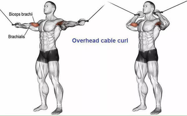 Bài tập Overhead Cable Curl