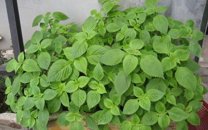 Rau kinh giới