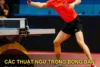 Các thuật ngữ trong bóng bàn giải thích dễ hiểu dành cho người